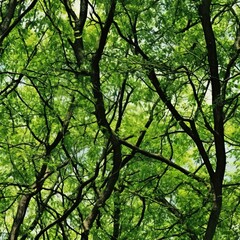 Obraz premium bamboo forest in the morning