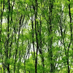 Obraz premium bamboo forest in the morning