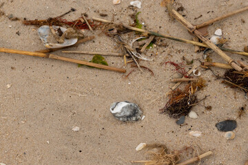 This grey oyster shell lay on the beach. Blacks and whites are in the seashell as well. Brown...