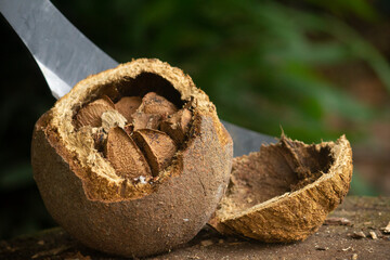 Castanha do Brasil _ Brazil nut