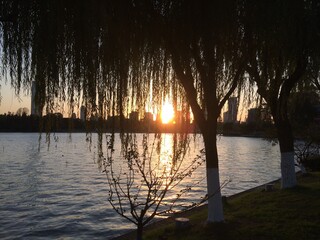 sunset on the lake from behind a tree