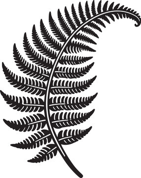 fern leaf isolated on black desain and white begraund