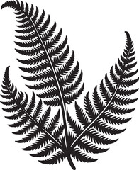 fern leaf isolated on black desain and white begraund