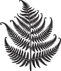 fern leaf isolated on black desain and white begraund