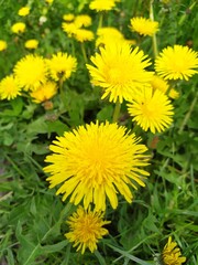Dandelion with yellow flowers grow in a group in the garden.
