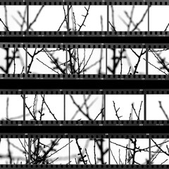 contact sheet with photos of tree branches