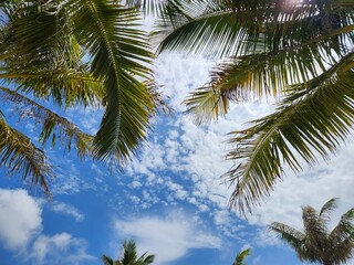 Fototapeta na wymiar Beach coconut tree