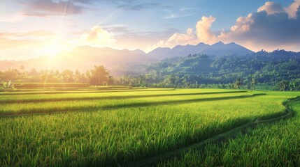 Naklejka premium A panoramic view of a rural countryside with rice fields stretching into the distance, illuminated by the soft light of the setting sun.