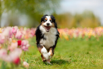 The Miniature American Shepherd dog running in tulips. Dog in flower field. Blooming. Spring.