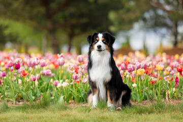 The Miniature American Shepherd dog sitting in tulips. Dog in flower field. Blooming. Spring. Blue eyes dog