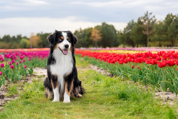 Naklejka na ściany i meble The Miniature American Shepherd dog sitting in tulips. Dog in flower field. Blooming. Spring. Blue eyes dog