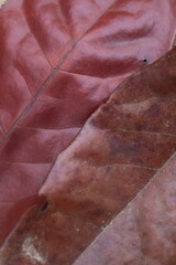 Brown leaf background 