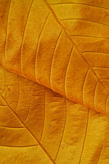 Golden leaves texture background 