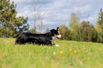 Dog running and running in the park. Australian Shepherd. Miniature American Shepherd dog. Natural tail