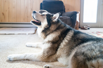 Portrait of Alaskan Malamute dog at home