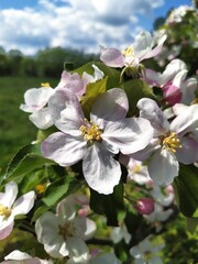 Fototapeta premium Branch of a blooming apple tree against the sky, white-pink flowers.