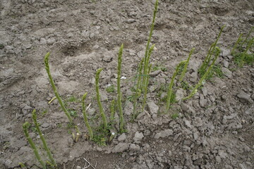 Green asparagus (Asparagus), from Latin asparagus, is a genus of plants in the asparagus family, Bad Abach - Bavaria, Germany.