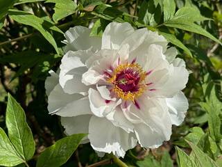 White flower peony tree blossom 