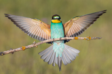 European bee-eater (Merops apiaster) flying spreading wings. Migratory colorful bird on migration