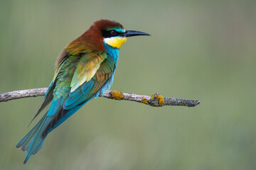 European bee-eater (Merops apiaster) perched on a branch,  migratory colorful bird