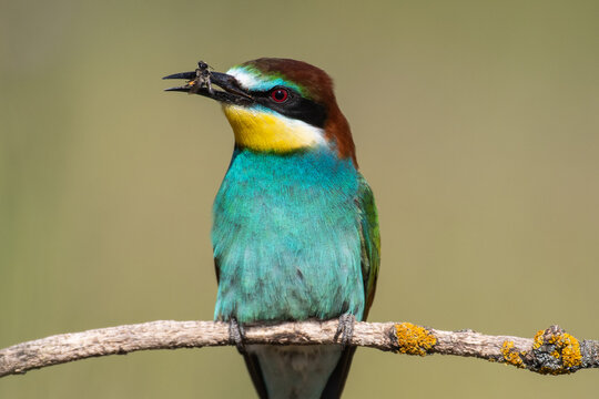 European bee-eater (Merops apiaster) captured bee in  beak. Migratory colorful bird eating insect