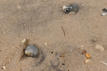 This is an image of a seashell sitting on the beach. The beautiful black shell with ribs is known...