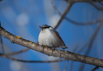 The bird is warming up