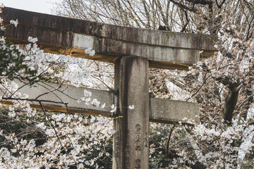 Japanese blossom surrounding a shrine gate