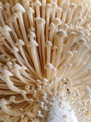 Macro View of Underside Mushroom: Detailed Lines and Composition.Minimal creative nature concept.