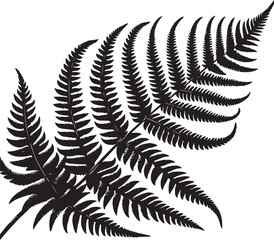 fern leaf isolated on black desain and white begraund