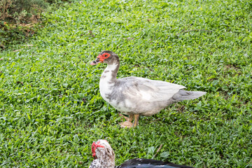 The Muscovy duck (Cairina moschata).