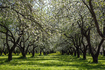 alley with blooming apple trees
