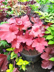 Heuchera with young colored leaves in the garden, an amazing ornamental perennial.