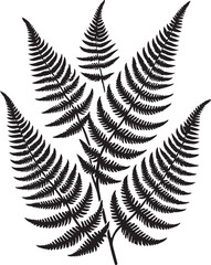 fern leaf isolated on black desain and white begraund