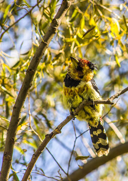 A curious Crested Barbet, Trachyphonus Vaillantii, looking down from its perch in a tree in the Golden Gate Highlands National Park in South Africa