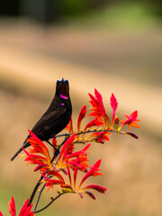 A male Amethyst Sunbird, Chalcomitra Amethystine, with its iridescent black, purple and green...