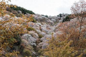 Japan blossom Nara