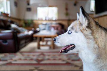 Portrait of a young husky dog