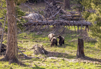 Grizzly Bears in Springtime in Yellowstone National Park Wyoming