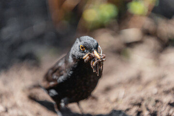 A blackbird on a fresh bed removes worms from loose soil - obtains food for its chicks