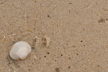 This is an image of a seashell sitting on the beach. The white shell with ribs is known as a blood ark. The pretty brown grains of sand all around with other salt water debris.