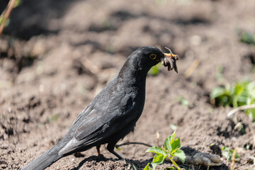 A bird on a fresh bed extracts worms from loose soil - a beak full of insects