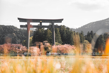 Oyunohara Shrine Kumano Kodo trail