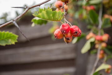 Close-up of berries and leaves against the background of a fence - blurred background