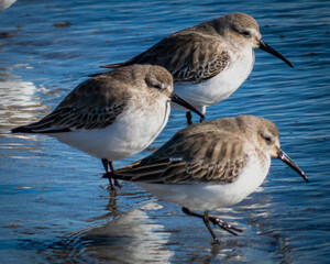 Dunlins taking a break at seashore