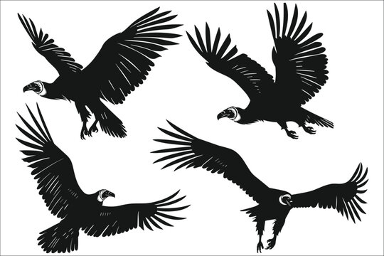 Set of condor silhouettes, Set of black silhouettes of condor flying, Black silhouette of a Condor, Silhouette of condor flying, Flying bird silhouettes,  Vector