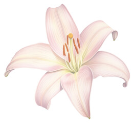 PNG  Lily flower plant white background inflorescence.