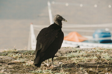 vulture on the ground