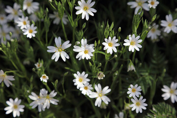 Macro image of wild Greater Stitchwort flowers, Derbyshire England
