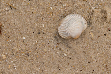 This is an image of a seashell sitting on the beach. The white shell with ribs is known as a blood ark. The pretty brown grains of sand all around with other salt water debris.